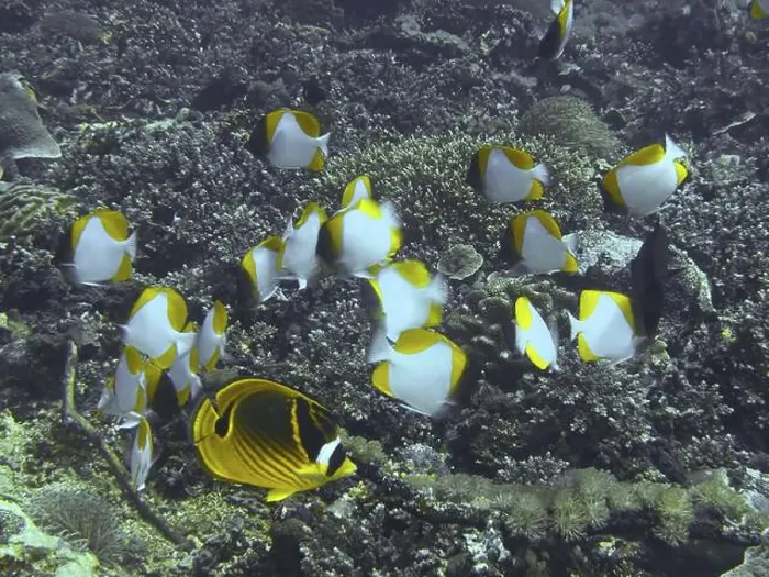 Framed Print : Shoal of yellow-white fish, Pyramid butterflyfish (Hemitaurichthys polylepis) Framed Print : Shoal of yellow-white fish, Pyramid butterflyfish (Hemitaurichthys polylepis)