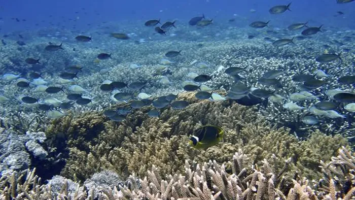 Framed Print : Shoals of crescent butterflyfish (Chaetodon lunula) hovering over a rich coral reef Framed Print : Shoals of crescent butterflyfish (Chaetodon lunula) hovering over a rich coral reef