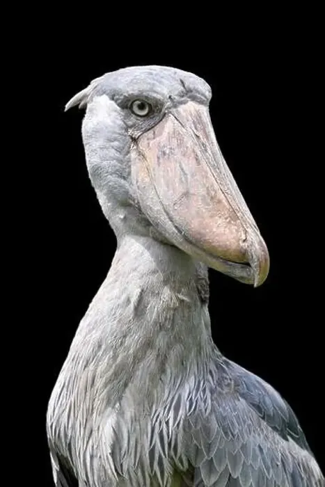 Framed Print : Shoebill stork (Balaeniceps rex) Framed Print : Shoebill stork (Balaeniceps rex)