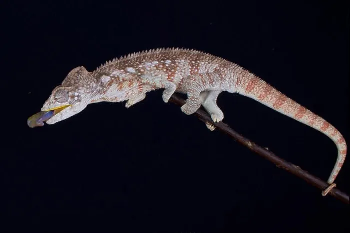 Framed Print : shooting chameleon / Furcifer oustaleti Framed Print : shooting chameleon / Furcifer oustaleti