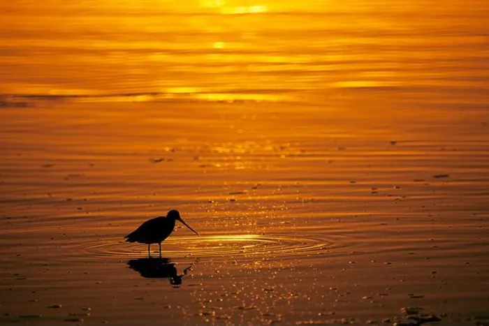 Framed Print : Shorebird sunset, Mission Bay Park, San Diego, California Framed Print : Shorebird sunset, Mission Bay Park, San Diego, California