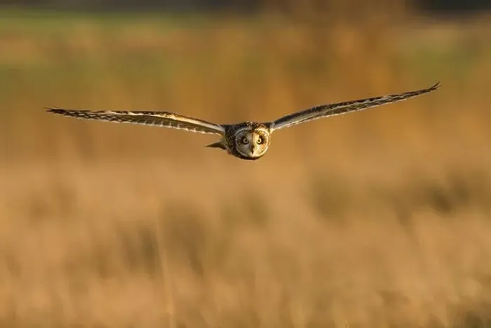 Framed Print : Short Eared Owl (Asio flammeus) in flight, owls flying, England, UK Framed Print : Short Eared Owl (Asio flammeus) in flight, owls flying, England, UK