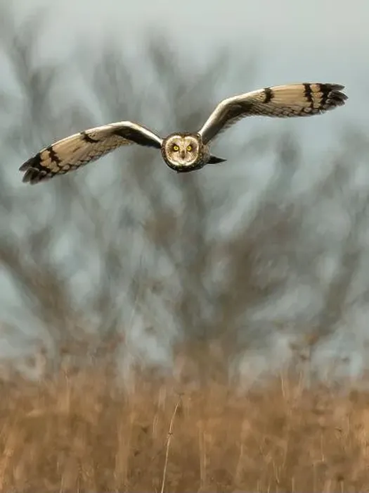 Framed Print : Short-eared owl flying, New Jersey, USA Framed Print : Short-eared owl flying, New Jersey, USA