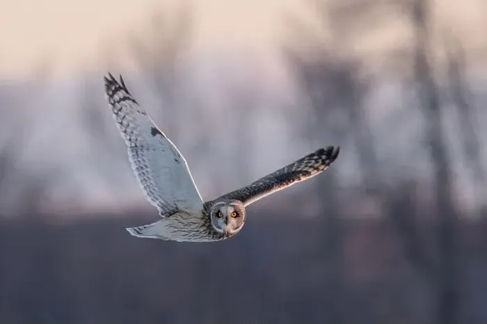 Framed Print : Short-eared owl hunting over a snow covered field in Canada Framed Print : Short-eared owl hunting over a snow covered field in Canada