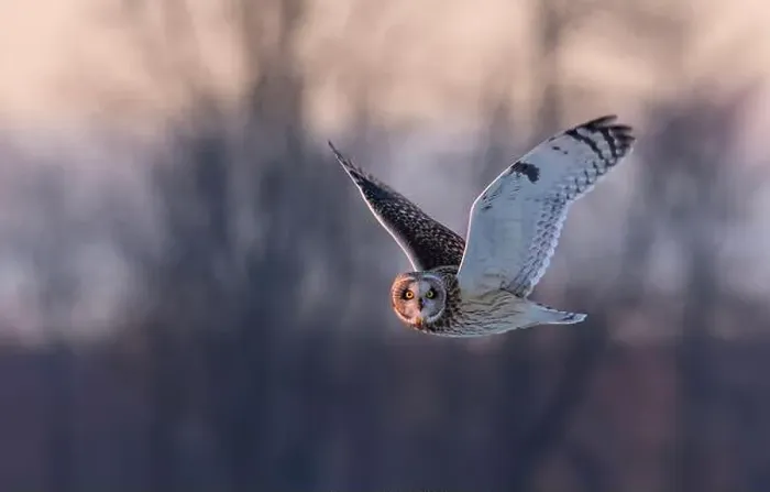 Framed Print : Short-eared owl hunting over a snow covered field in Canada Framed Print : Short-eared owl hunting over a snow covered field in Canada