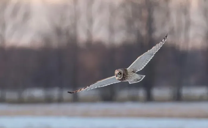 Framed Print : Short-eared owl hunting over a snow covered field in Canada