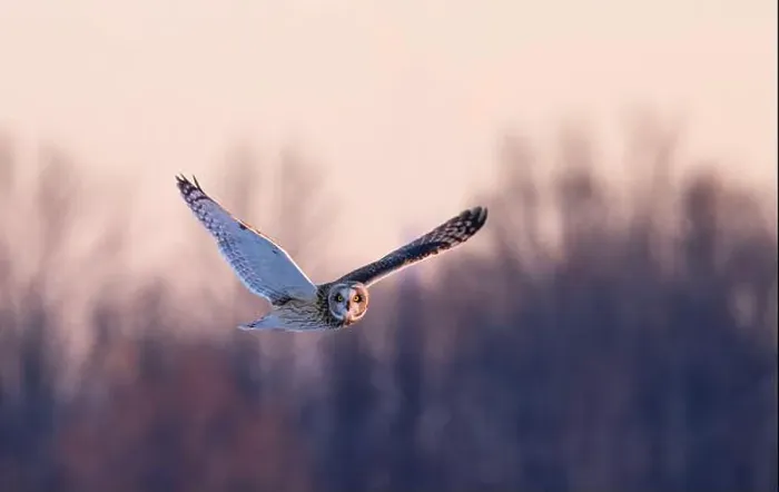 Framed Print : Short-eared owl hunting over a snow covered field in Canada Framed Print : Short-eared owl hunting over a snow covered field in Canada