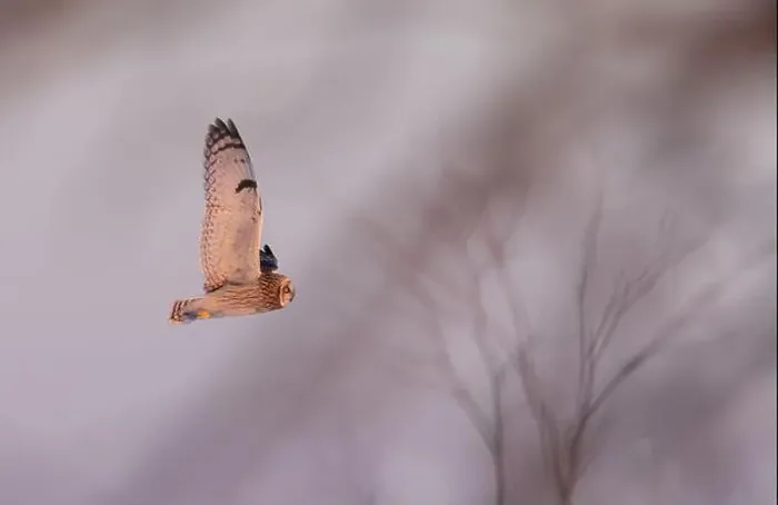 Framed Print : Short-eared owl hunting over a snow covered field in Canada Framed Print : Short-eared owl hunting over a snow covered field in Canada