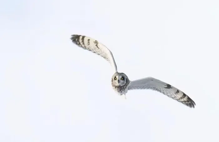 Framed Print : Short-eared owl hunting over a snow covered field in Canada at sunset Framed Print : Short-eared owl hunting over a snow covered field in Canada at sunset