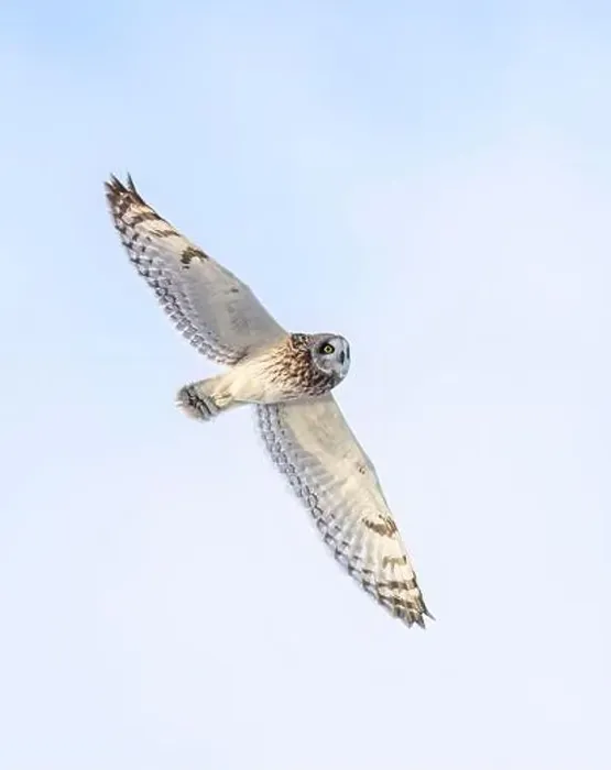 Framed Print : Short-eared owl hunting over a snow covered field in Canada at sunset Framed Print : Short-eared owl hunting over a snow covered field in Canada at sunset
