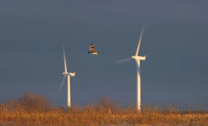 Framed Print : Short-eared owl hunting over a snow covered field in Canada at sunset Framed Print : Short-eared owl hunting over a snow covered field in Canada at sunset