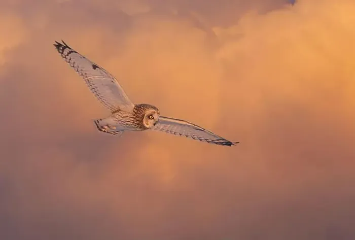 Framed Print : Short-eared owl hunting over a snow covered field in Canada at sunset Framed Print : Short-eared owl hunting over a snow covered field in Canada at sunset