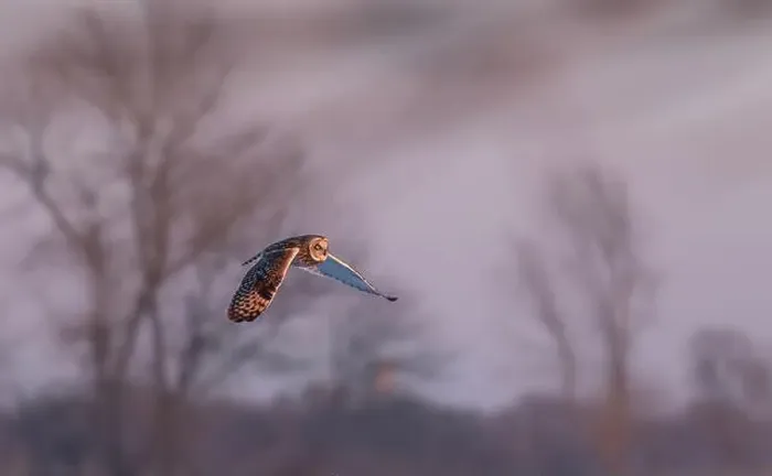 Framed Print : Short-eared owl hunting over a snow covered field in Canada at sunset Framed Print : Short-eared owl hunting over a snow covered field in Canada at sunset