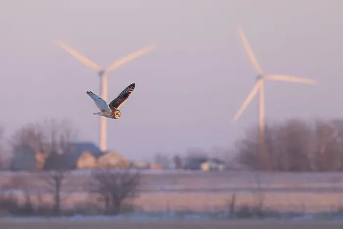 Framed Print : Short-eared owl hunting over a snow covered field in Canada at sunset Framed Print : Short-eared owl hunting over a snow covered field in Canada at sunset