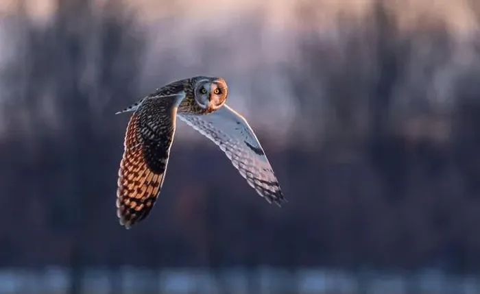 Framed Print : Short-eared owl hunting over a snow covered field in Canada at sunset Framed Print : Short-eared owl hunting over a snow covered field in Canada at sunset