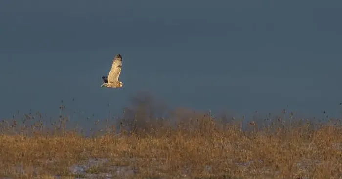 Framed Print : Short-eared owl hunting over a snow covered field in Canada at sunset Framed Print : Short-eared owl hunting over a snow covered field in Canada at sunset