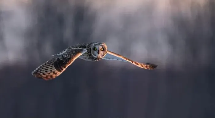 Framed Print : Short-eared owl hunting over a snow covered field in Canada at sunset Framed Print : Short-eared owl hunting over a snow covered field in Canada at sunset