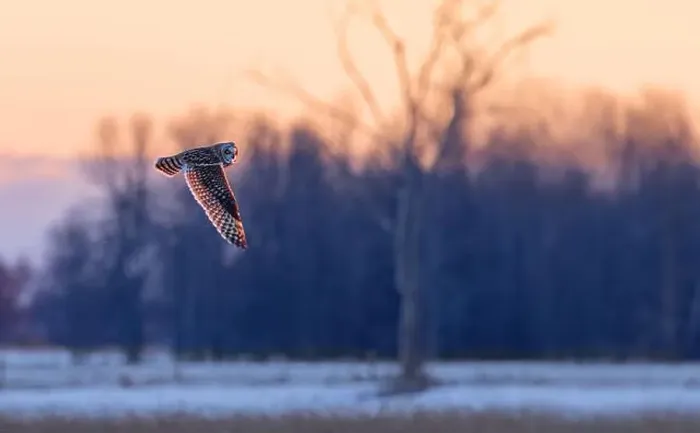 Framed Print : Short-eared owl hunting over a snow covered field in Canada at sunset Framed Print : Short-eared owl hunting over a snow covered field in Canada at sunset