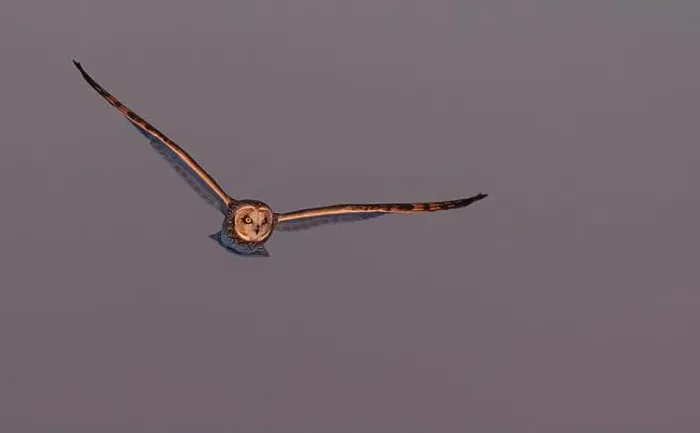 Framed Print : Short-eared owl hunting over a snow covered field in Canada at sunset Framed Print : Short-eared owl hunting over a snow covered field in Canada at sunset
