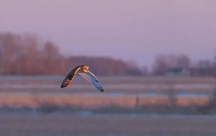 Framed Print : Short-eared owl hunting over a snow covered field in Canada at sunset Framed Print : Short-eared owl hunting over a snow covered field in Canada at sunset