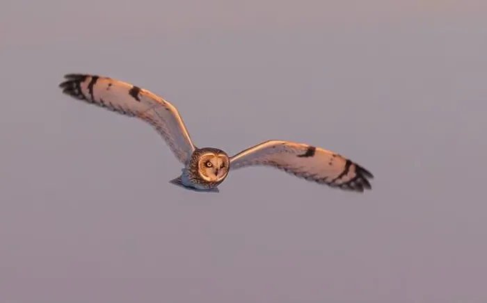 Framed Print : Short-eared owl hunting over a snow covered field in Canada at sunset Framed Print : Short-eared owl hunting over a snow covered field in Canada at sunset