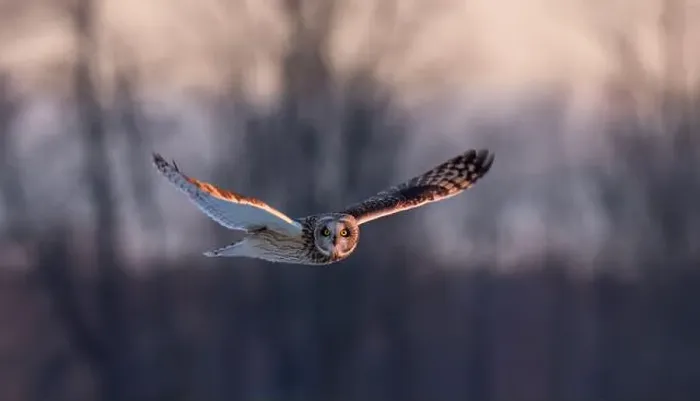 Framed Print : Short-eared owl hunting over a snow covered field in Canada at sunset Framed Print : Short-eared owl hunting over a snow covered field in Canada at sunset