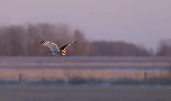 Framed Print : Short-eared owl hunting over a snow covered field in Canada at sunset Framed Print : Short-eared owl hunting over a snow covered field in Canada at sunset