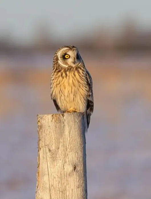 Framed Print : Short-eared owl perched on a fence post hunting over a snow covered field in Canada Framed Print : Short-eared owl perched on a fence post hunting over a snow covered field in Canada