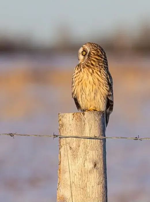 Framed Print : Short-eared owl perched on a fence post hunting over a snow covered field in Canada Framed Print : Short-eared owl perched on a fence post hunting over a snow covered field in Canada