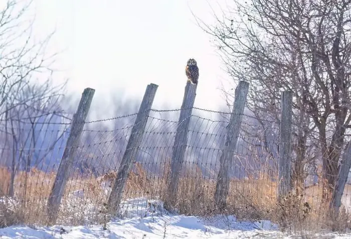 Framed Print : Short-eared owl perched on a fence post hunting over a snow covered field in Canada Framed Print : Short-eared owl perched on a fence post hunting over a snow covered field in Canada
