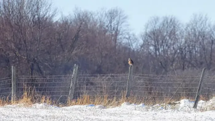 Framed Print : Short-eared owl perched on a fence post hunting over a snow covered field in Canada Framed Print : Short-eared owl perched on a fence post hunting over a snow covered field in Canada