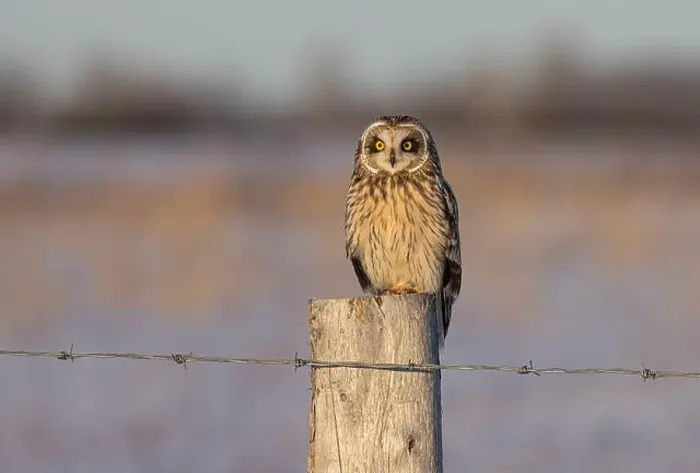 Framed Print : Short-eared owl perched on a post hunting over a snow covered field at sunset in Canada Framed Print : Short-eared owl perched on a post hunting over a snow covered field at sunset in Canada