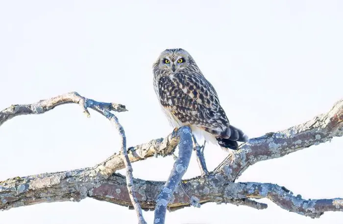 Framed Print : Short-eared owl perched in a tree hunting over a snow covered field in Canada Framed Print : Short-eared owl perched in a tree hunting over a snow covered field in Canada
