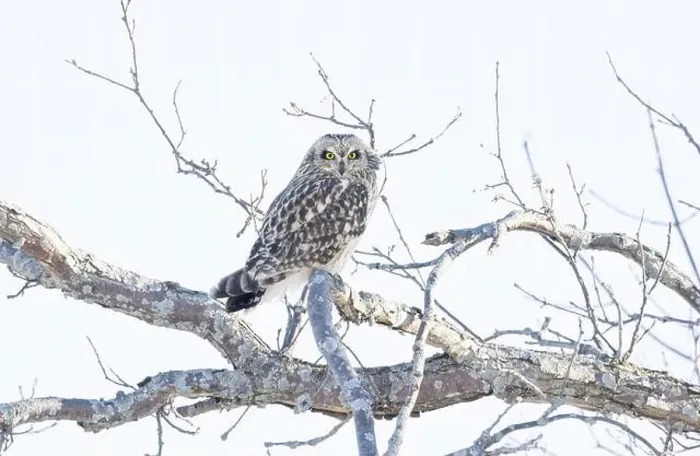 Framed Print : Short-eared owl perched in a tree hunting over a snow covered field in Canada Framed Print : Short-eared owl perched in a tree hunting over a snow covered field in Canada