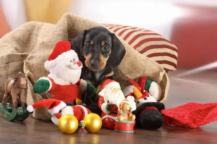 Framed Print : Short-haired Dachshund - puppy between christmas decoration Framed Print : Short-haired Dachshund - puppy between christmas decoration