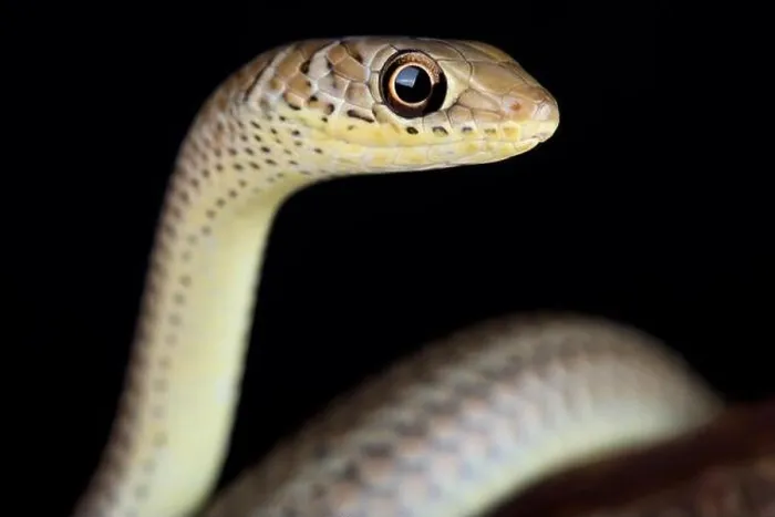 Framed Print : The short-snouted grass snake (Psammophis brevirostris) is a fast moving Framed Print : The short-snouted grass snake (Psammophis brevirostris) is a fast moving