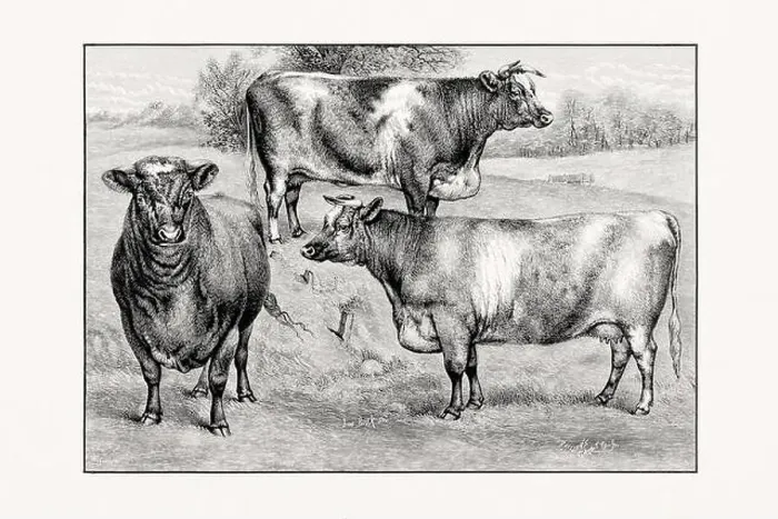 Framed Print : Shorthorn or Durham Cattle. Antique cattle illustration from an 1887 livestock book Framed Print : Shorthorn or Durham Cattle. Antique cattle illustration from an 1887 livestock book