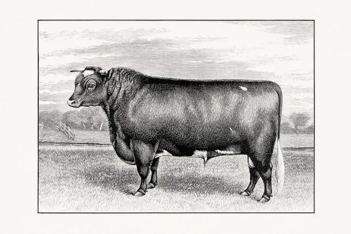 Framed Print : Shorthorn or Durham Cattle. Antique cattle illustration of a bull from an 1887 livestock book Framed Print : Shorthorn or Durham Cattle. Antique cattle illustration of a bull from an 1887 livestock book