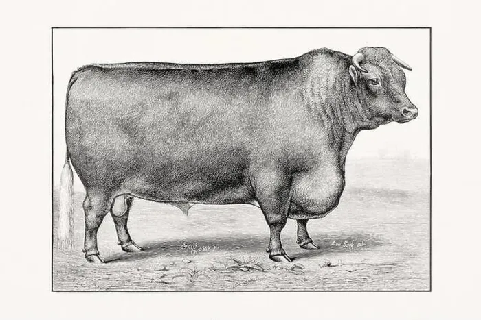 Framed Print : Shorthorn or Durham Cattle. Antique cattle illustration of a bull from an 1887 livestock book Framed Print : Shorthorn or Durham Cattle. Antique cattle illustration of a bull from an 1887 livestock book