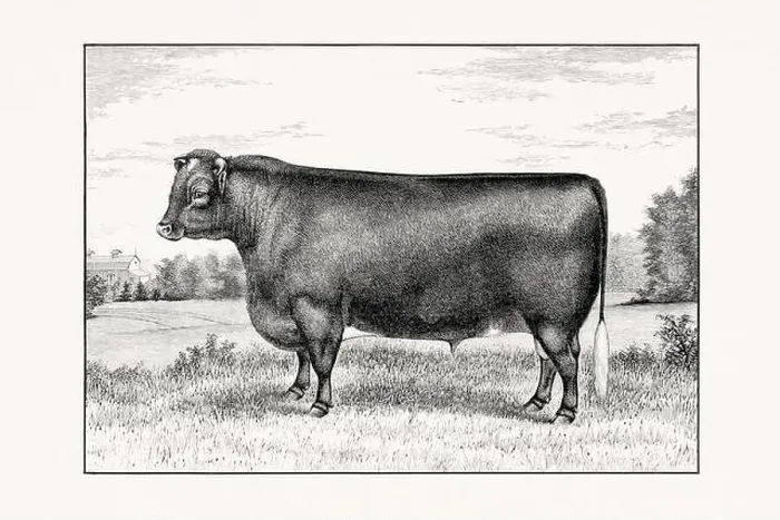 Framed Print : Shorthorn or Durham Cattle. Antique cattle illustration of a bull from an 1887 livestock book Framed Print : Shorthorn or Durham Cattle. Antique cattle illustration of a bull from an 1887 livestock book