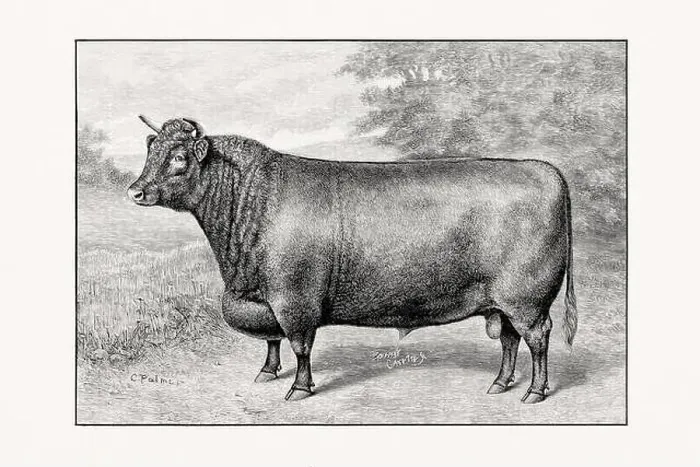 Framed Print : Shorthorn or Durham Cattle. Antique cattle illustration of a bull from an 1887 livestock book Framed Print : Shorthorn or Durham Cattle. Antique cattle illustration of a bull from an 1887 livestock book