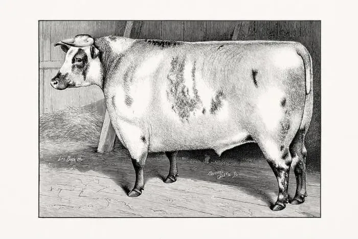 Framed Print : Shorthorn or Durham Cattle. Antique cattle illustration of a bull from an 1887 livestock book