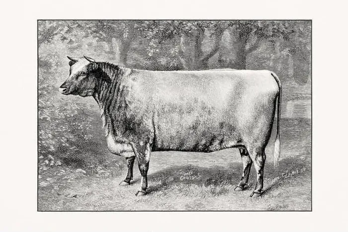 Framed Print : Shorthorn or Durham Cattle. Vintage cattle illustration of a cow from an 1887 livestock book Framed Print : Shorthorn or Durham Cattle. Vintage cattle illustration of a cow from an 1887 livestock book
