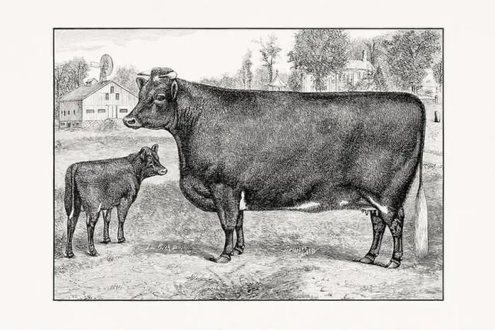 Framed Print : Shorthorn or Durham Cattle. Vintage cattle illustration of a cow from an 1887 livestock book Framed Print : Shorthorn or Durham Cattle. Vintage cattle illustration of a cow from an 1887 livestock book