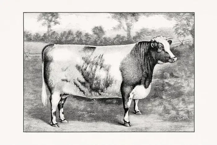 Framed Print : Shorthorn or Durham Cattle. Vintage cattle illustration of a cow from an 1887 livestock book Framed Print : Shorthorn or Durham Cattle. Vintage cattle illustration of a cow from an 1887 livestock book