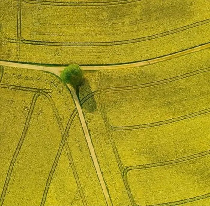 Framed Print : Top down shot of a drone on a green tree which is surrounded by a wide field of beautiful blooming rapeseed oil plants Framed Print : Top down shot of a drone on a green tree which is surrounded by a wide field of beautiful blooming rapeseed oil plants