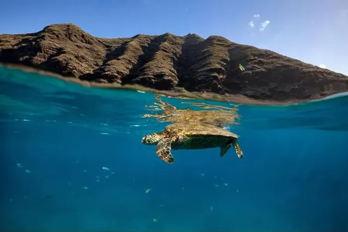 Framed Print : An over under shot of a green sea turtle with reef fish and a mountain in Hawaii Framed Print : An over under shot of a green sea turtle with reef fish and a mountain in Hawaii