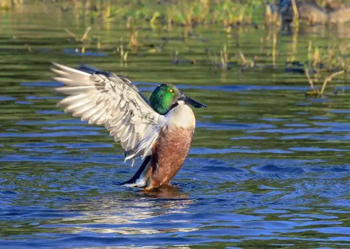 Framed Print : Shoveler (Spatula clypeata) drake splashing wings after preening, Galveston, Texas, USA Framed Print : Shoveler (Spatula clypeata) drake splashing wings after preening, Galveston, Texas, USA