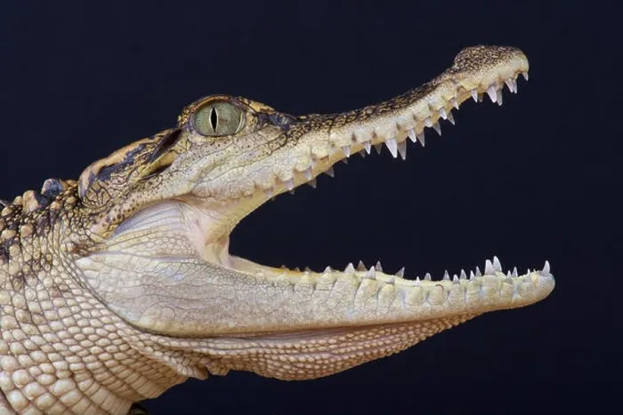 Framed Print : Siamese crocodile / Crocodylus siamensis Framed Print : Siamese crocodile / Crocodylus siamensis
