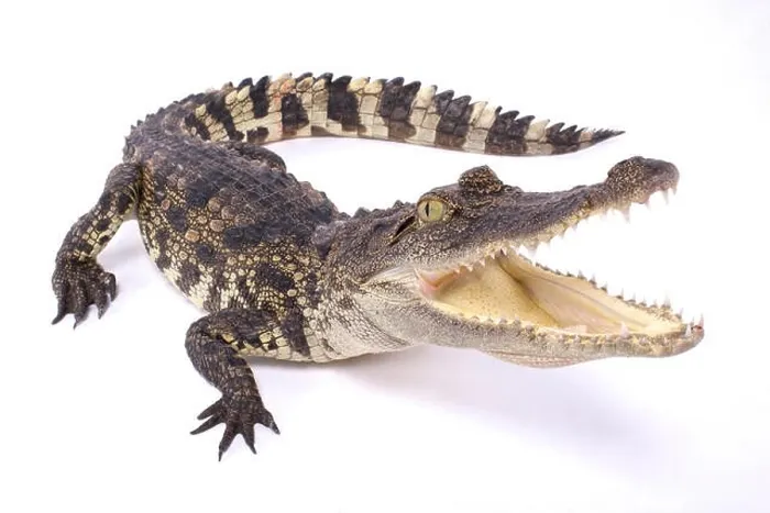Framed Print : Siamese crocodile, Crocodylus siamensis Framed Print : Siamese crocodile, Crocodylus siamensis
